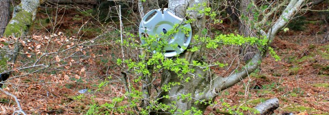 05 hubcap in tree, Ruth walking the Scottish coast, Dumfries and Galloway