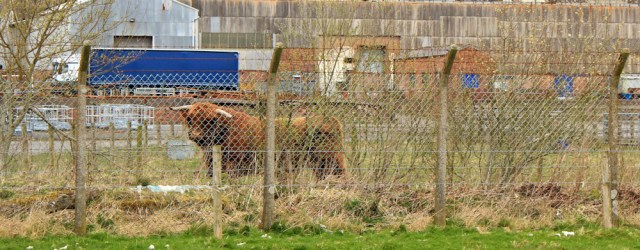 07 bull in field near 'Works' Annandale Way, Ruth Livingstone