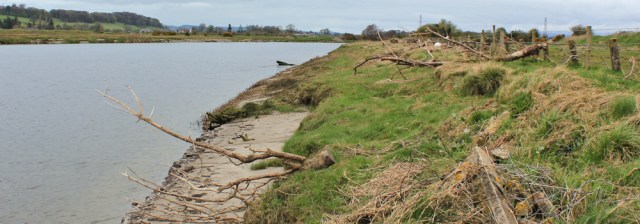 14 driftwood on bank, River Nith, Ruth hiking to Dumfries, Scotland