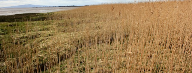 20 dangerous marshes, Ruth near Eastriggs, walking the coast