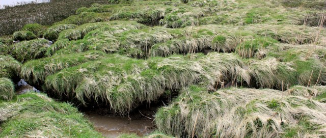 21 marshes, Ruth off Torduff Point, walking the Solway coast