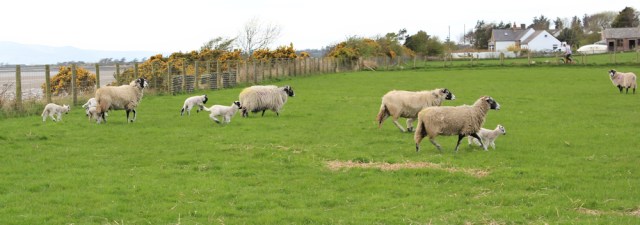 23 stampeding sheep, Ruth Livingstone