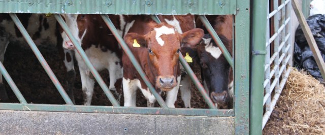 24 cows in barn, Ruth hiking the coast of Scotland
