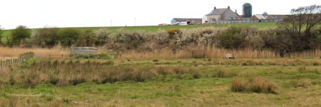 25 bridge near Dornock, Ruth Livingstone's coastal walk