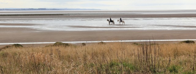 25 horses on the Solway Firth, Ruth's coastal walk, Dumfries and Galloway