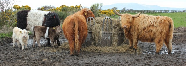 26 muddy cows, Ruth's coastal walk, Dumfries and Galloway