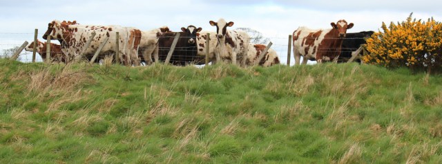 27 naughty cows, Ruth Livingstone hiking the coast in Scotland