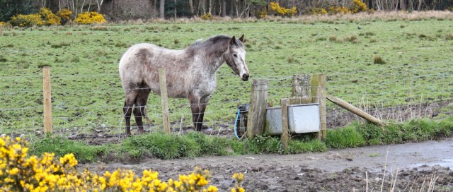 29 horses, Ruth's coastal walk, Dumfries and Galloway