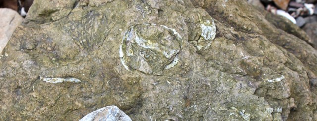 30 rocks full of fossils, Ruth walking in Dumfries and Galloway