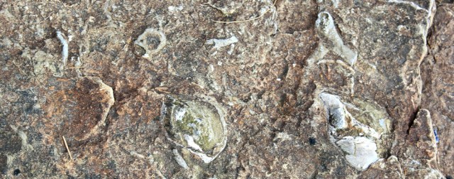 34 more fossils, Ruth walking in Dumfries and Galloway