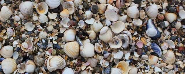 35 beach of shells, Ruth walking in Dumfries and Galloway