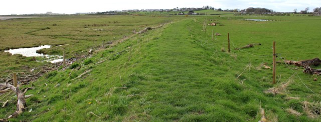 35 marsh bank to River Annan, Ruth's coastal walk, Dumfries and Galloway