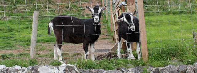 02 naughty goats, Ruth's coastal walk, Southwest Scotland