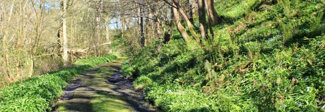 04 woodland Track, Netherlaw wood, Ruth's coastal walk Dumfries and Galloway