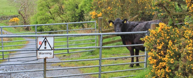 07 cow on path, Ruth hiking in Dumfries and Galloway