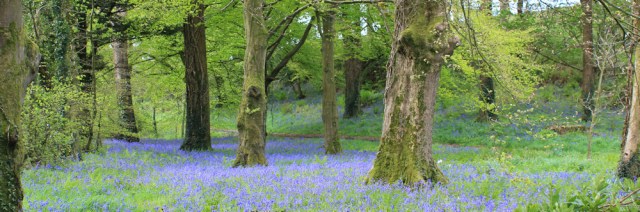 08 bluebell woods, 02 naughty goats, Ruth's coastal walk, Southwest Scotland