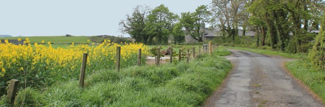 09 rape fields, near Wigtown, 02 naughty goats, Ruth's coastal walk, Southwest Scotland