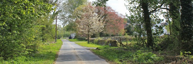 10 Baldoon, 02 naughty goats, Ruth's coastal walk, Southwest Scotland