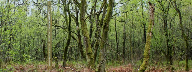 11 Always and Forever, Moss of Cree, Ruth Livingstone