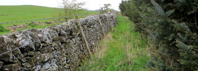 11 pine plantation, Ruth hiking in Scotland