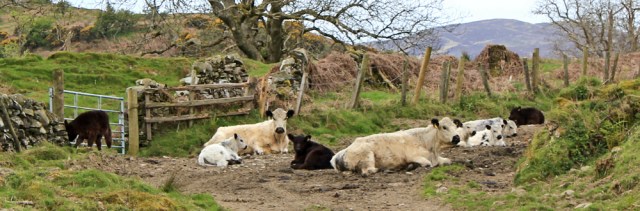 12 cows on the path, Ruth hiking in Dumfries and Galloway