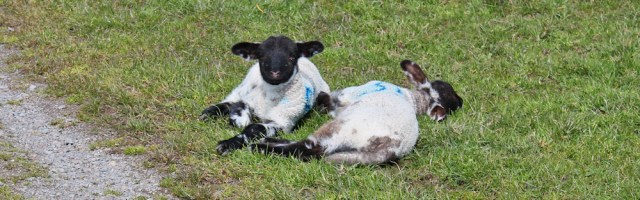 12 sleeping lambs, Ruth's coastal walk Dumfries and Galloway