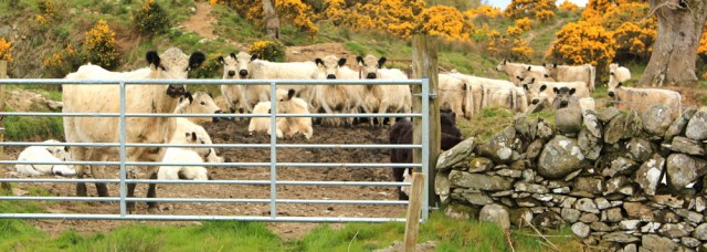 13 British White cows, on old military road, Ardwall deer park, Ruth Livingstone