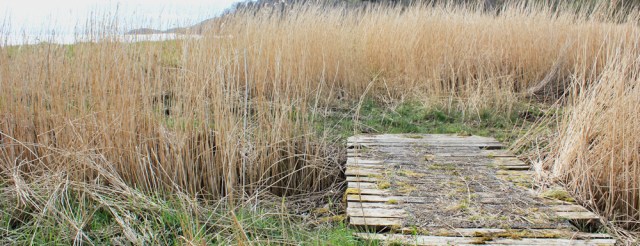 13 path across marsh, Ruth hiking in Dumfries and Galloway