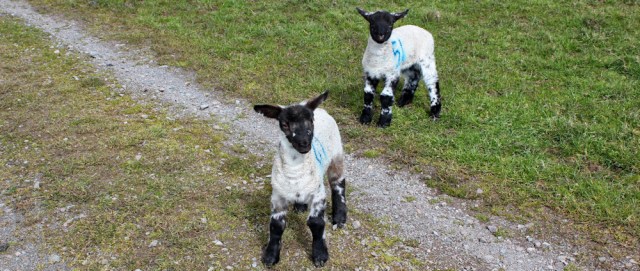 13 tame lambs, Ruth's coastal walk Dumfries and Galloway
