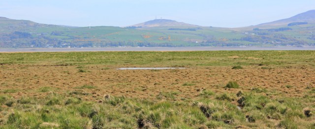 14 Baldoon Sands, Wigtown Bay, 02 naughty goats, Ruth's coastal walk, Southwest Scotland