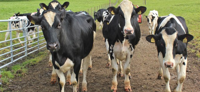 15 cow magnet, Ruth hiking through Dumfries and Galloway