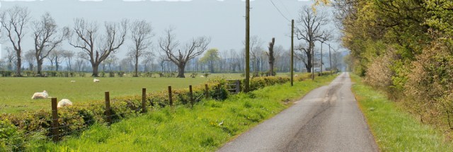 15 line of dead trees, Ruth hiking to Wigtown, The Machars, Scotland