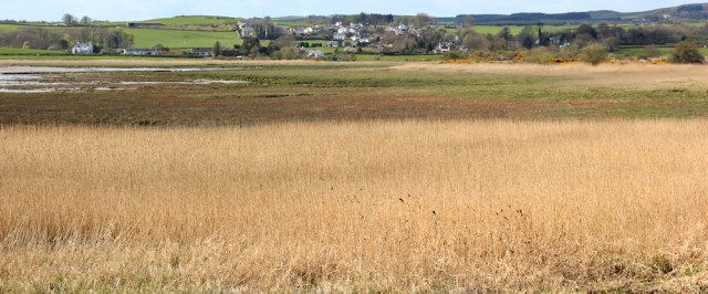 16 Auchencairn through the marsh, Ruth's coast walk, Dumfries and Galloway