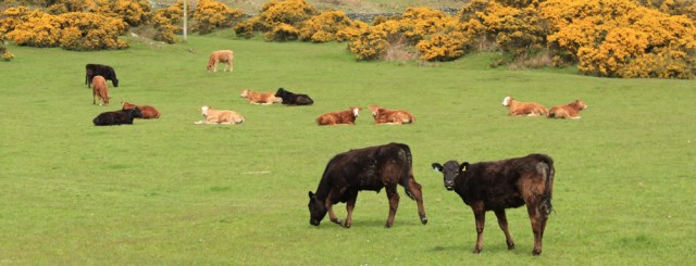 16 cows grazing on slopes Kenium Hill, Ruth Livingstone hiking