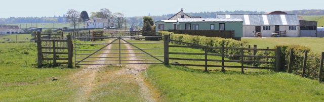 16 Drumroamin, 02 naughty goats, Ruth's coastal walk, Southwest Scotland