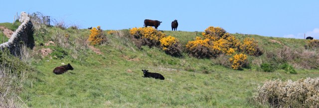 17 cows and calves, Ruth walking the coast of Scotland