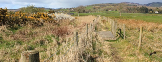 17 marsh path, Ruth's coast walk, Dumfries and Galloway