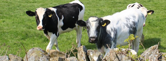 18 cow magnet, Ruth Livingstone, Scotland