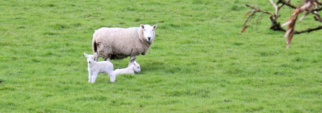 18 lambs in fields, Ruth hiking in Dumfries and Galloway