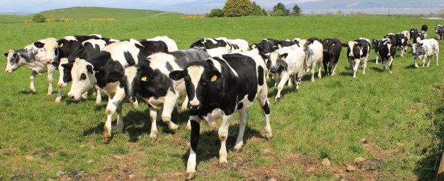 19 cow magnet, Ruth Livingstone, Scotland