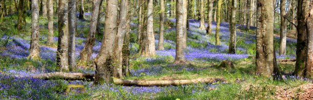 22 bluebells in woods, Ruth's coastal walk, Dumfries and Galloway, Scotland
