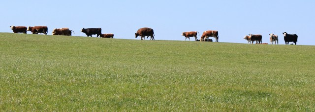 22 distant cows, Ruth walking the coast of Scotland
