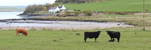 23 cows and bull, Ross Bay, Ruth walking the coast of Dumfries and Galloway