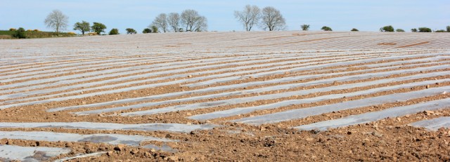 28 Plastic fields, Innerwell, Ruth's coastal walk, Dumfries and Galloway, Scotland