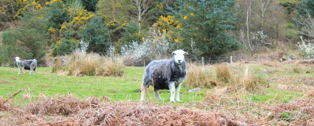 28 sheep, Ruth hiking in Dumfries and Galloway