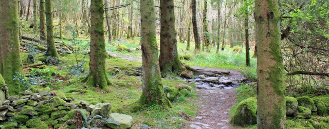 30 Ruth Livingstone walking in Balloch Wood