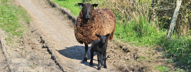 31 Black Sheep, Ruth Livingstone