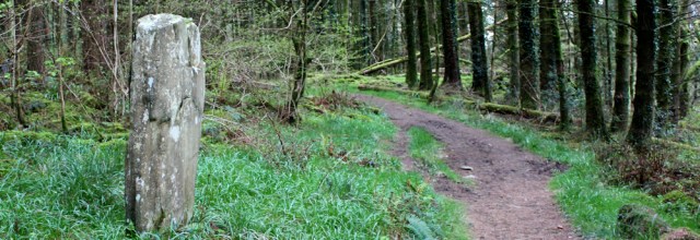 31 standing stone in Balloch Wood, Ruth's coastal walk, Dumfries and Galloway