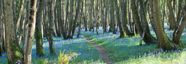 32 path among bluebells. Shore Wood, Ruth Livingstone walking to Garlieston, The Machars, Scotland