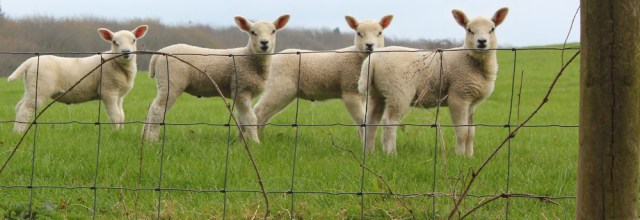 33 lambs, Ruth Livingstone hiking in Scotland